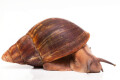 Archachatina degneri Ghana adult